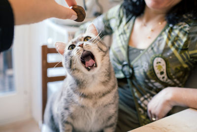 Cropped hand feeding cat sitting by woman at table