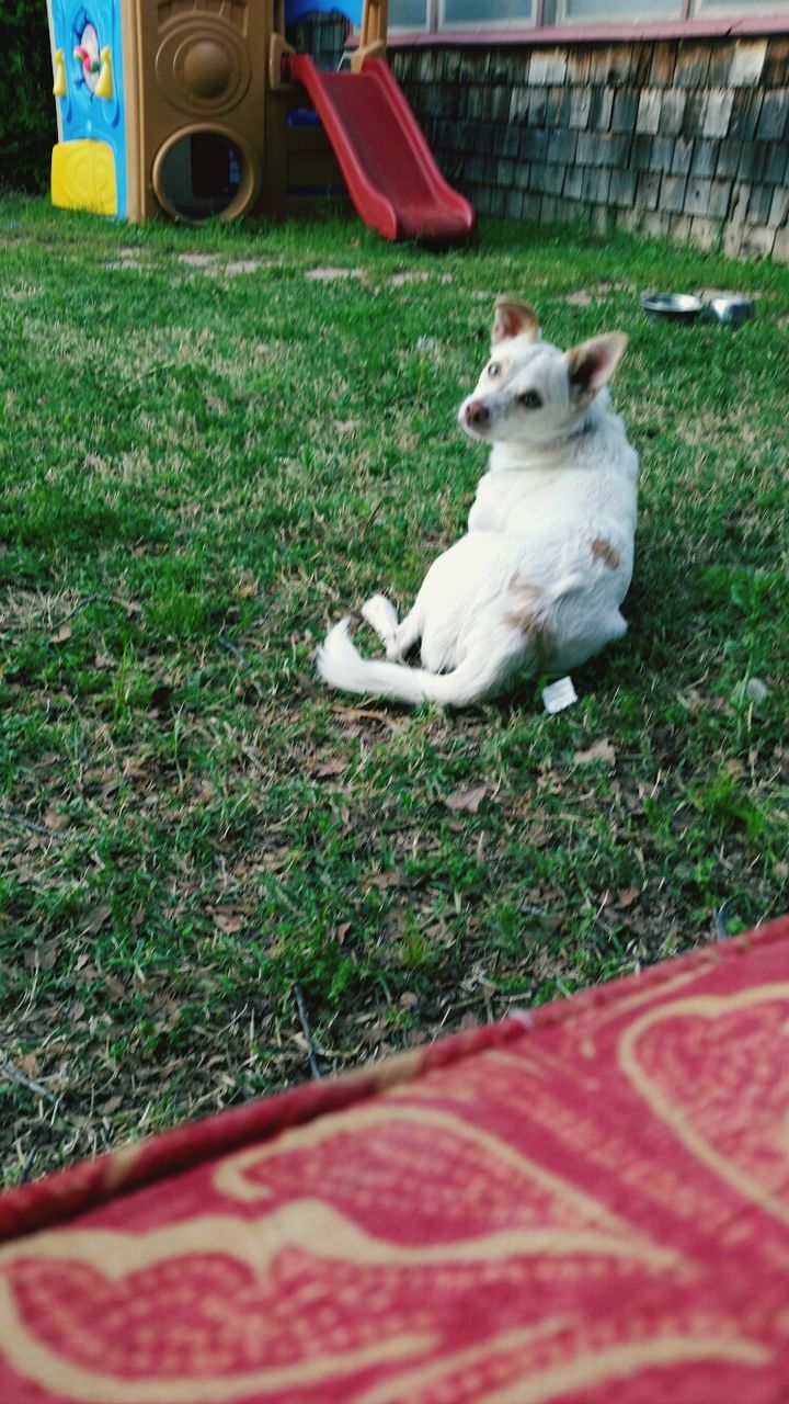 domestic animals, animal themes, grass, one animal, pets, mammal, dog, field, high angle view, grassy, toy, lying down, relaxation, day, outdoors, no people, full length, green color, childhood, sitting