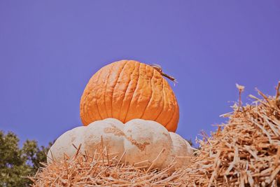 Close-up of pumpkin against clear sky