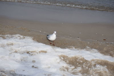 Seagull on beach