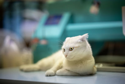 Kitten cat scottish fold orange white