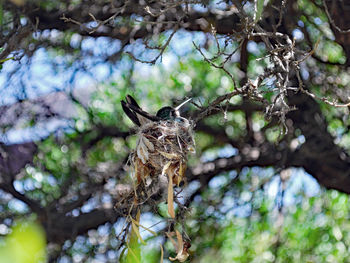 Low angle view of lizard on tree