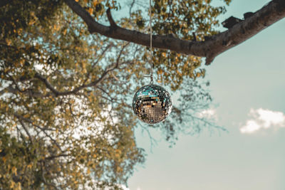 Low angle view of a tree