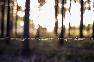 Close-up of water drops on plant against fence