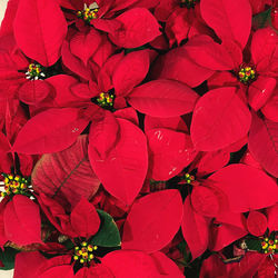 High angle view of red flowering plant