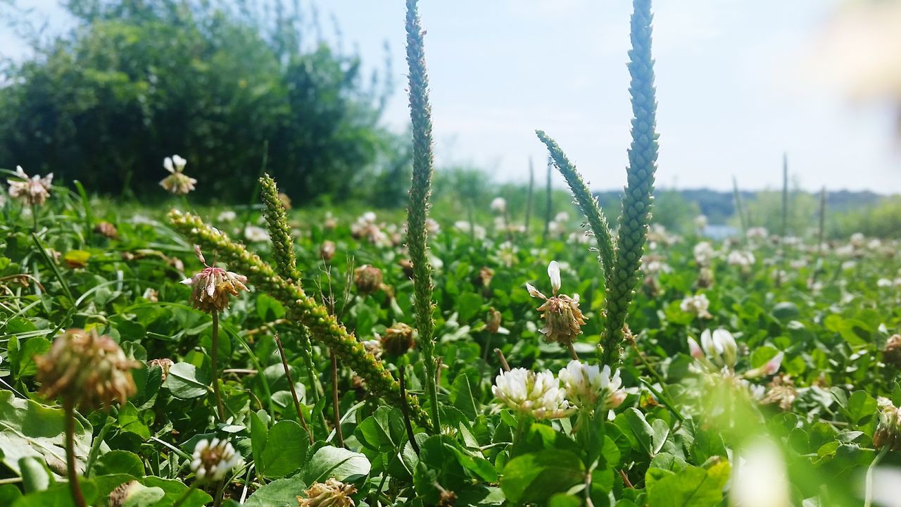 flower, growth, plant, freshness, fragility, nature, beauty in nature, field, stem, focus on foreground, wildflower, close-up, green color, dandelion, blooming, white color, selective focus, grass, flower head, day