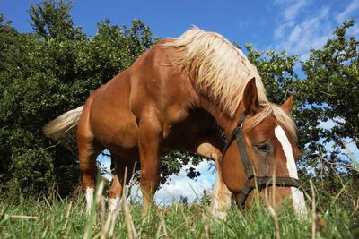 Horse in the field