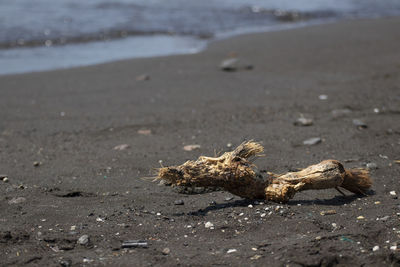 Surface level of driftwood on beach