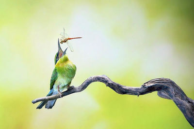 Close-up of bird perching on branch