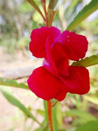 Close-up of pink flower blooming outdoors