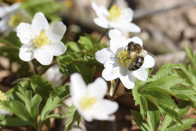 Close-up of honey bee on white flowering plant