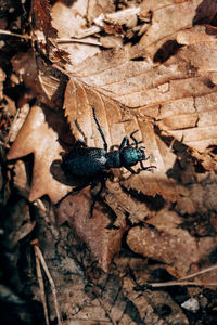 High angle view of insect on land