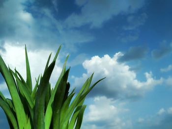 Close-up of plant against sky