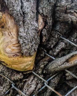 Detail shot of tree trunk