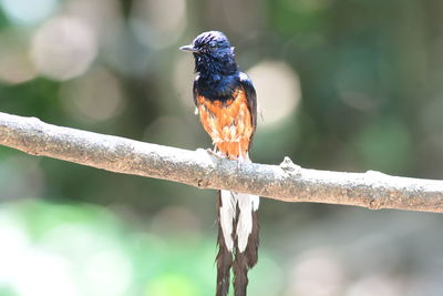 bird