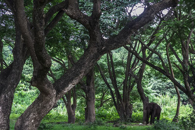 View of a tree trunk in forest