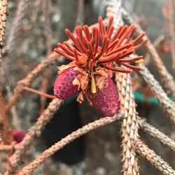 Close-up of red flowering plant