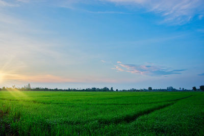 Scenic view of agricultural field against sky during sunset