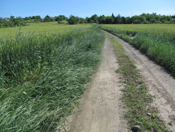 Scenic view of agricultural field