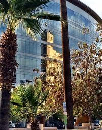 Palm trees and buildings against sky