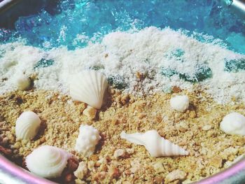 Close-up of fish in sea