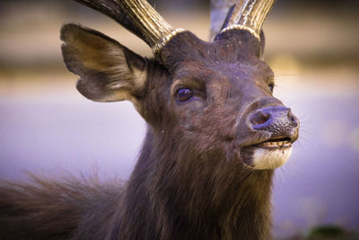 Close-up of deer