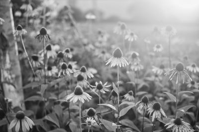 Close-up of flower blooming in field