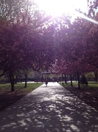 Trees in park