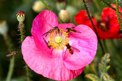 Close-up of hoverflies on pink poppy flower