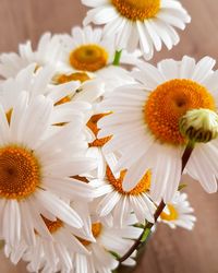 Close-up of white daisy flowers