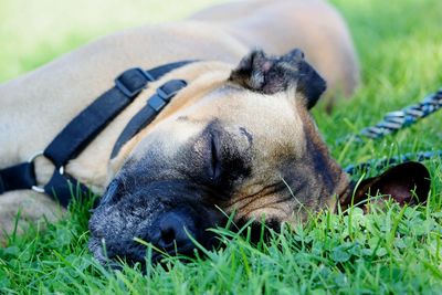 Dog sleeping in grass