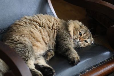 High angle view of cat resting at home