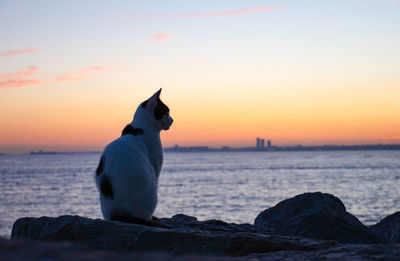 Dog sitting on rock against sea during sunset