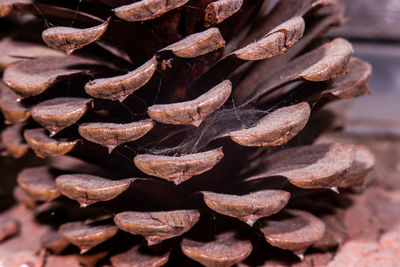 Full frame shot of dry leaves