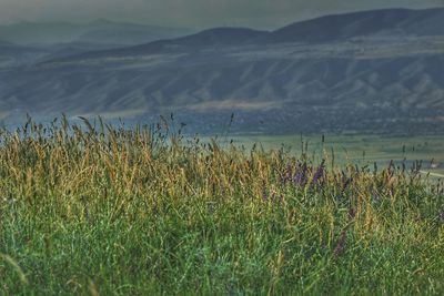 Plants growing on land