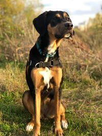 Dog looking away on field