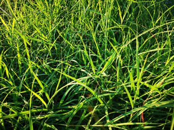 Full frame shot of grass growing in field