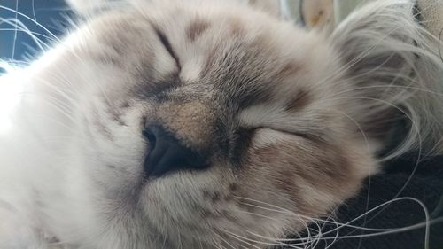 Close-up of cat sleeping