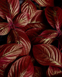 Closeup purple leaves nature and dark tone background concept