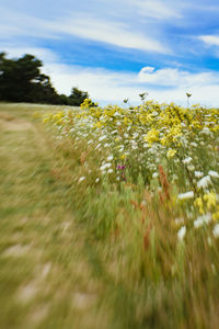 Scenic view of field against sky