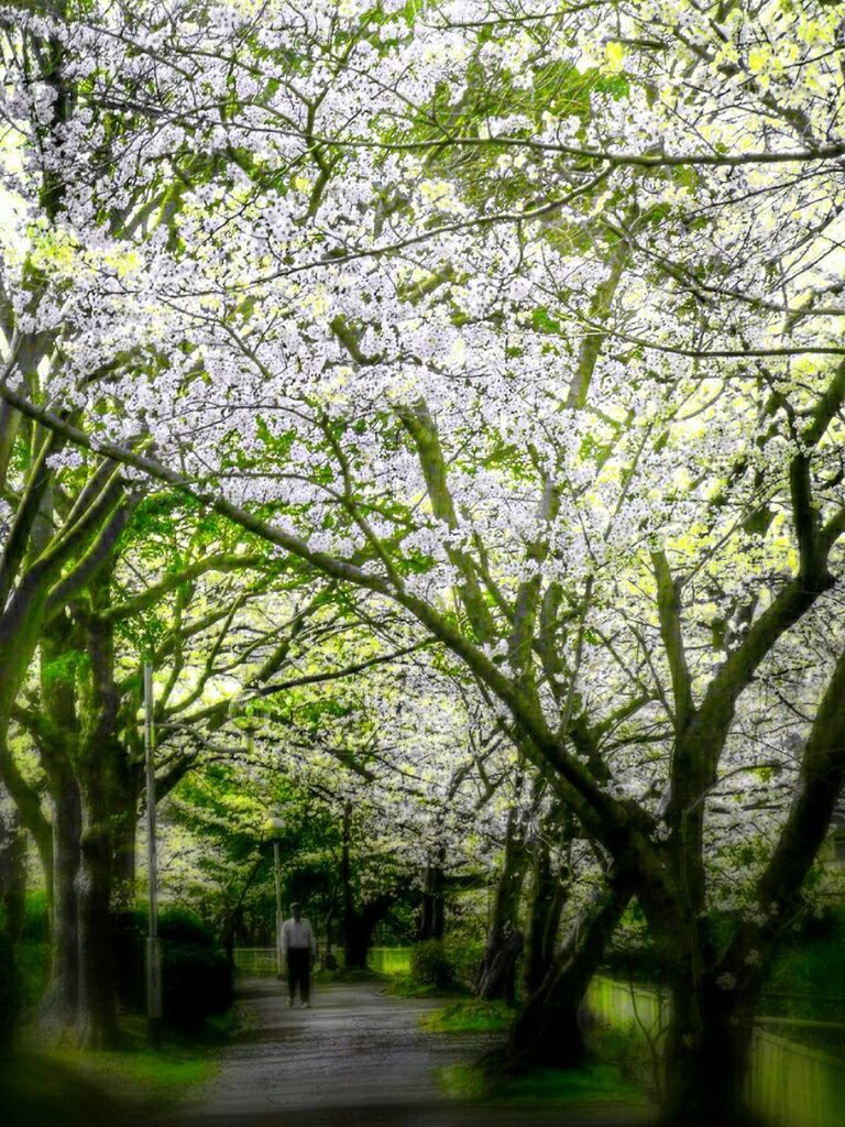 tree, growth, the way forward, branch, park - man made space, treelined, nature, footpath, green color, beauty in nature, tranquility, park, diminishing perspective, day, outdoors, tree trunk, incidental people, tranquil scene, sunlight, road