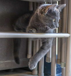 Close-up of a cat sitting in cage