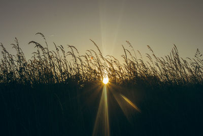 Silhouette plants on land against sky during sunset