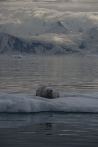 Portrait of dog relaxing on snow covered lake