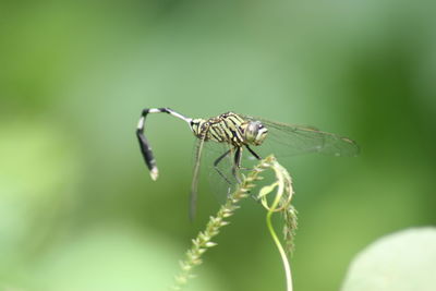 Close-up of grasshopper