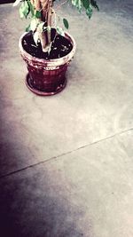 plant