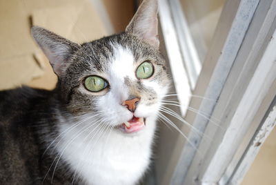 Close-up portrait of cat