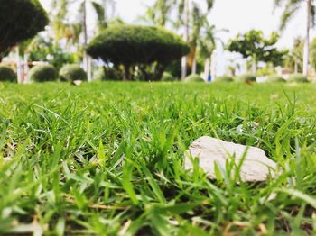 Close-up of grass on field