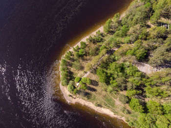 High angle view of road amidst trees