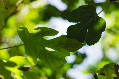 Close-up of leaves on tree